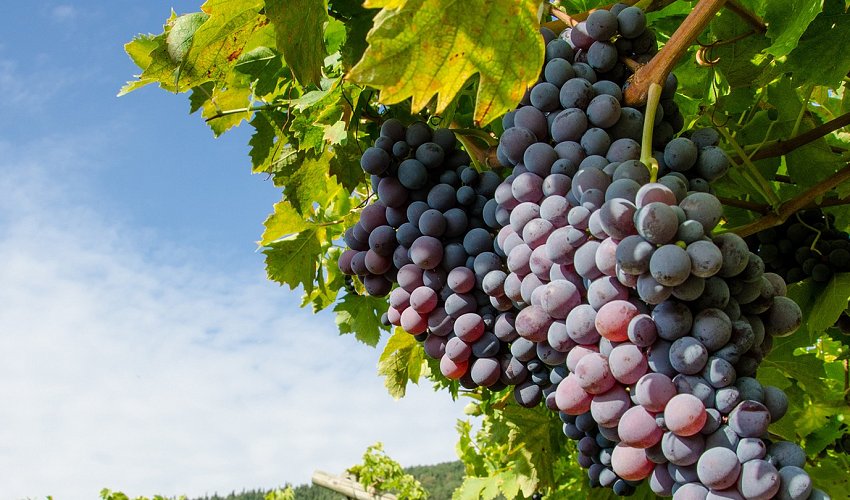 Strade del vino del Lago di Garda